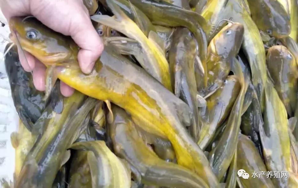 鮰魚(yú)價(jià)格變遷背后的故事，行情變化中的自信與成就感探尋