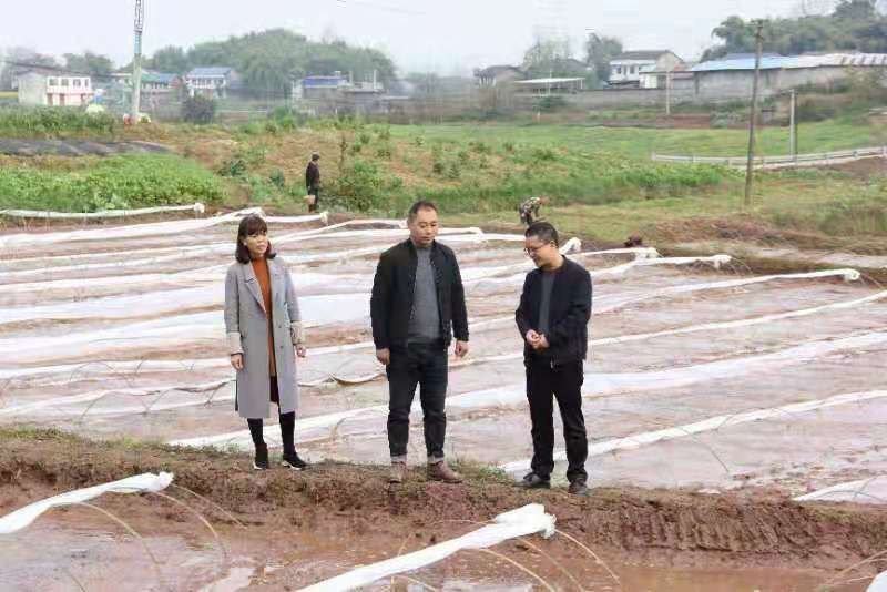 合川土場最新動(dòng)態(tài)更新，今日最新資訊速遞