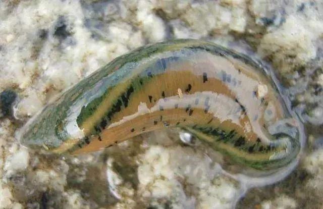 石斑魚孵化技術(shù)革新詳解，從入門到精通的孵化指南
