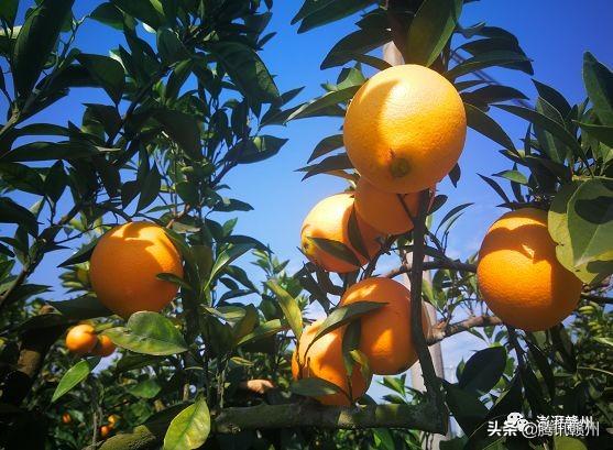 贛州上市公司，閃耀未來(lái)，共創(chuàng)繁榮時(shí)代！