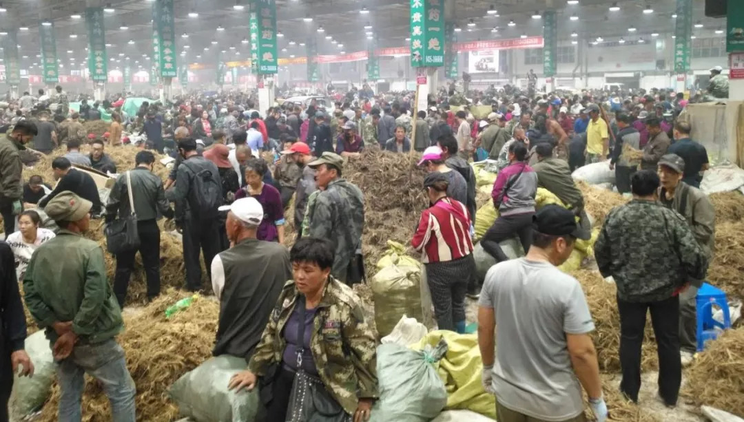 萬良人參市場最新動(dòng)態(tài)揭秘，日常奇遇與溫情紐帶