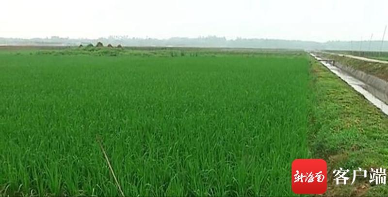 澄邁最新動(dòng)態(tài)，自然美景探索之旅，尋覓內(nèi)心平和與寧?kù)o的旅程