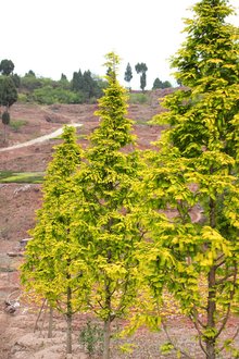最新彩葉樹種種植與養(yǎng)護指南，從選種到養(yǎng)護一步到位！