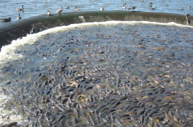 美國鯉魚成災(zāi)背后秘密揭秘，鯉魚泛濫與小巷獨特小店的故事